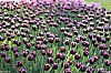 Champ de tulipes<br>Hollande